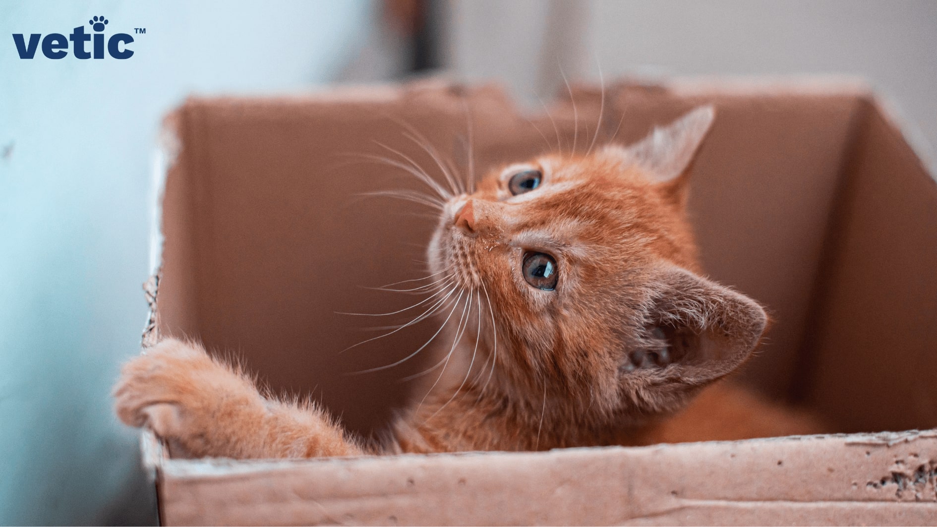 Cat Litter Box Problems and Solutions
