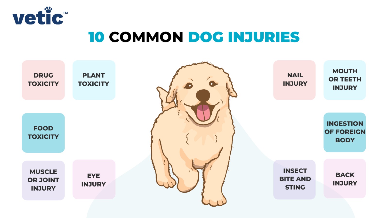 Back Injury Symptoms In Dogs at Crystal Hartmann blog