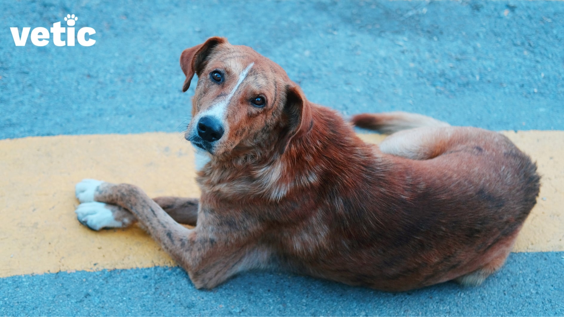 The Common Fungal Infection in Dogs in India