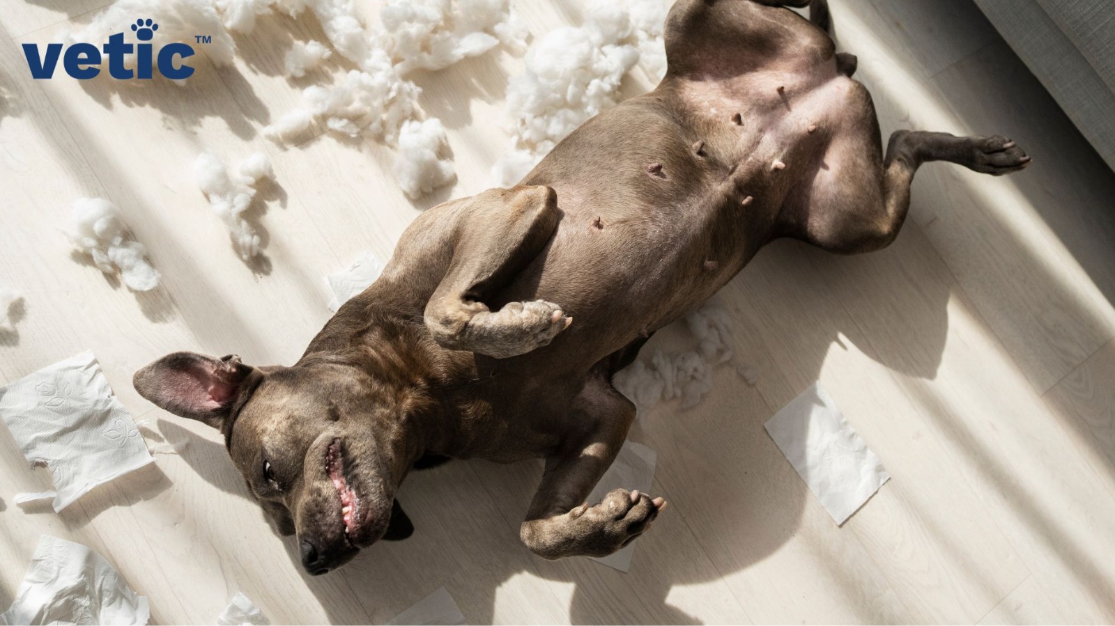 Leaving Your Dog Alone Managing Work and Pets Successfully