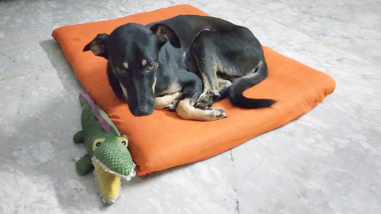 Traumatic Diaphragmatic Hernia Surgery in a 9 month old dog