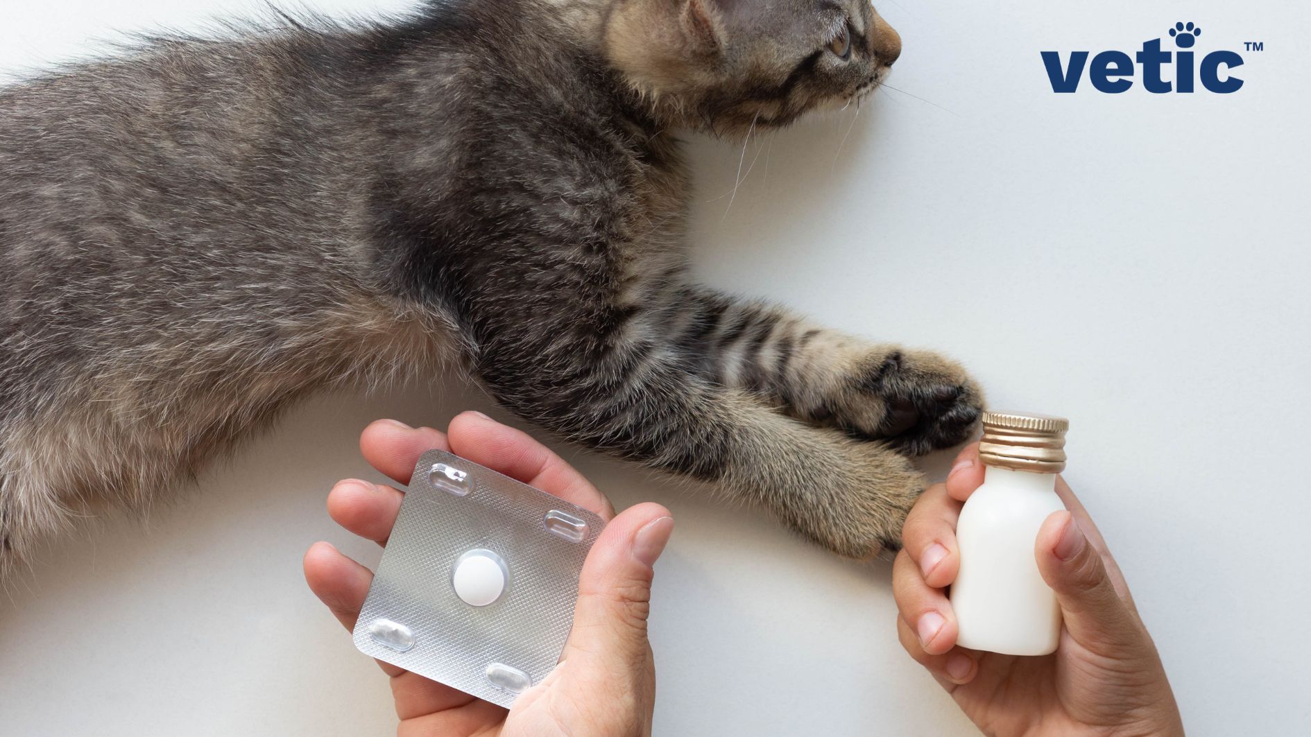 Deworming Your Cat Types and Signs of Worms in Cats