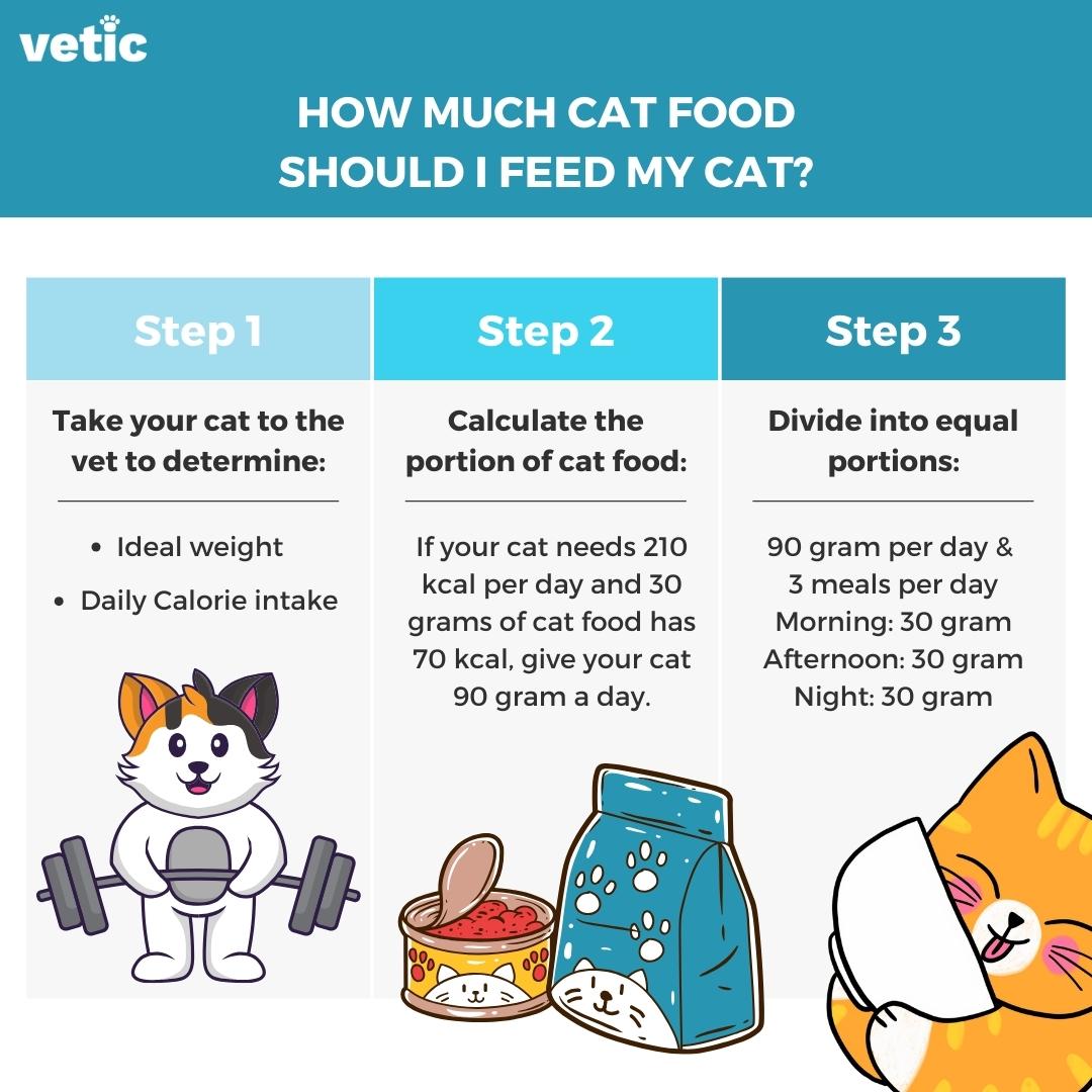 How Much Should I Feed My Cat Per Day Expert Guide Cat Whisk