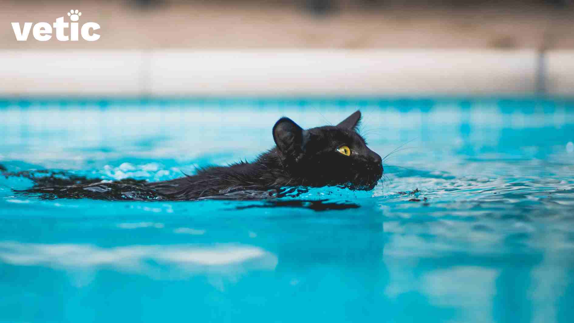My Cat Hates Baths Do Cats Hate Water or Just Bathing