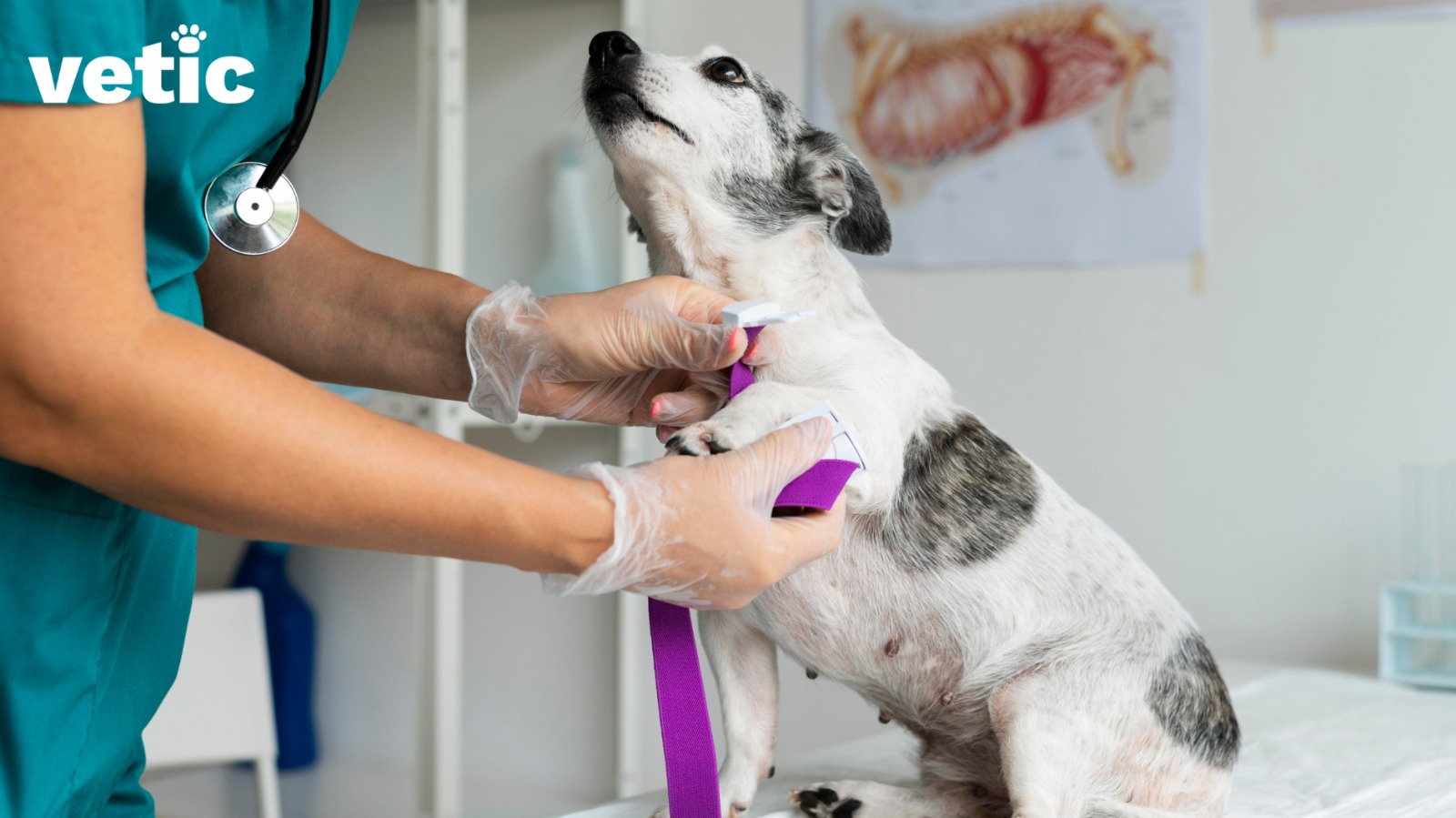 My Dog Has Been Bitten by Another Dog What Should I Do?