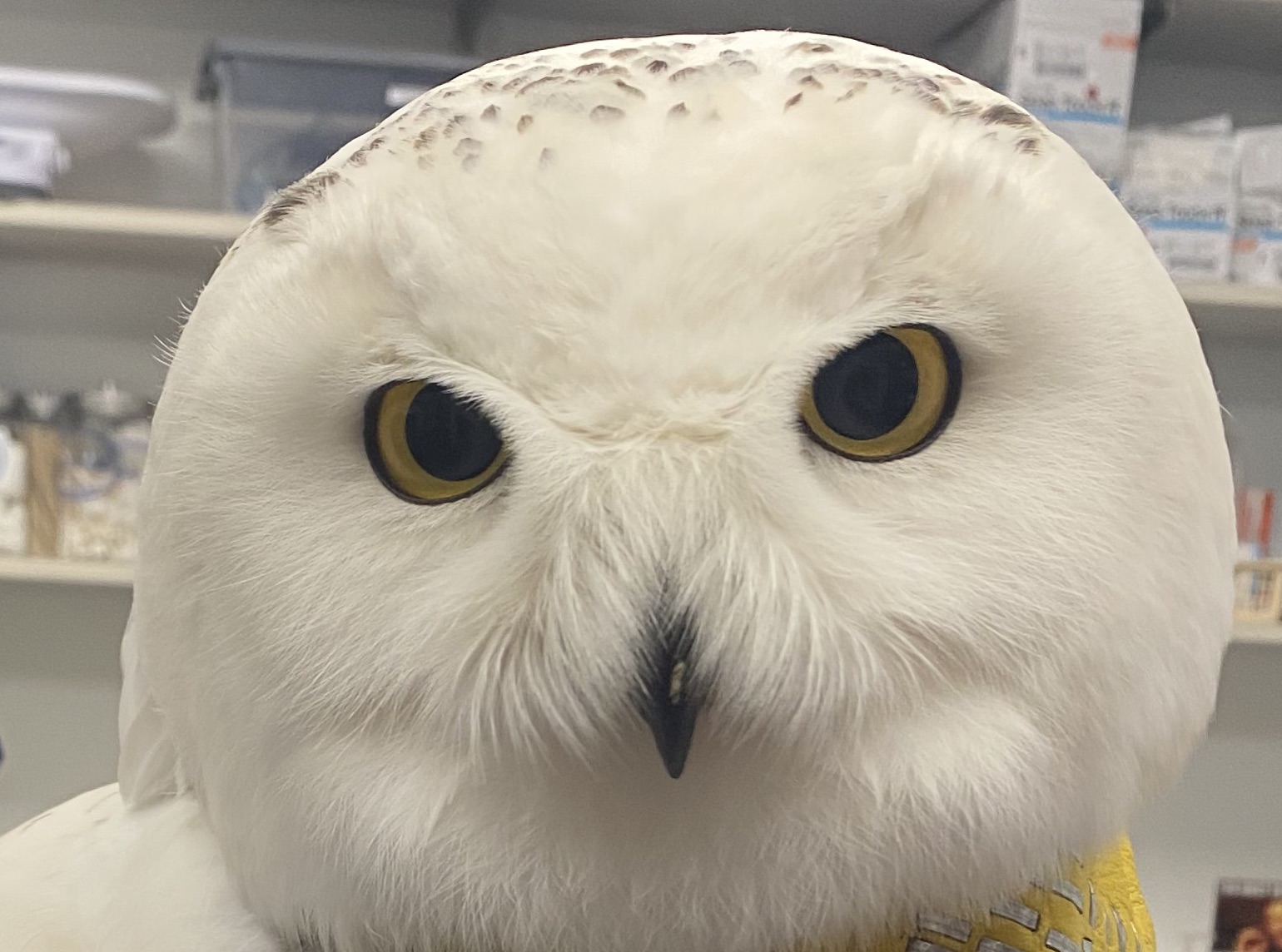 The Snowy Owl - Veterinary Medicine at Illinois