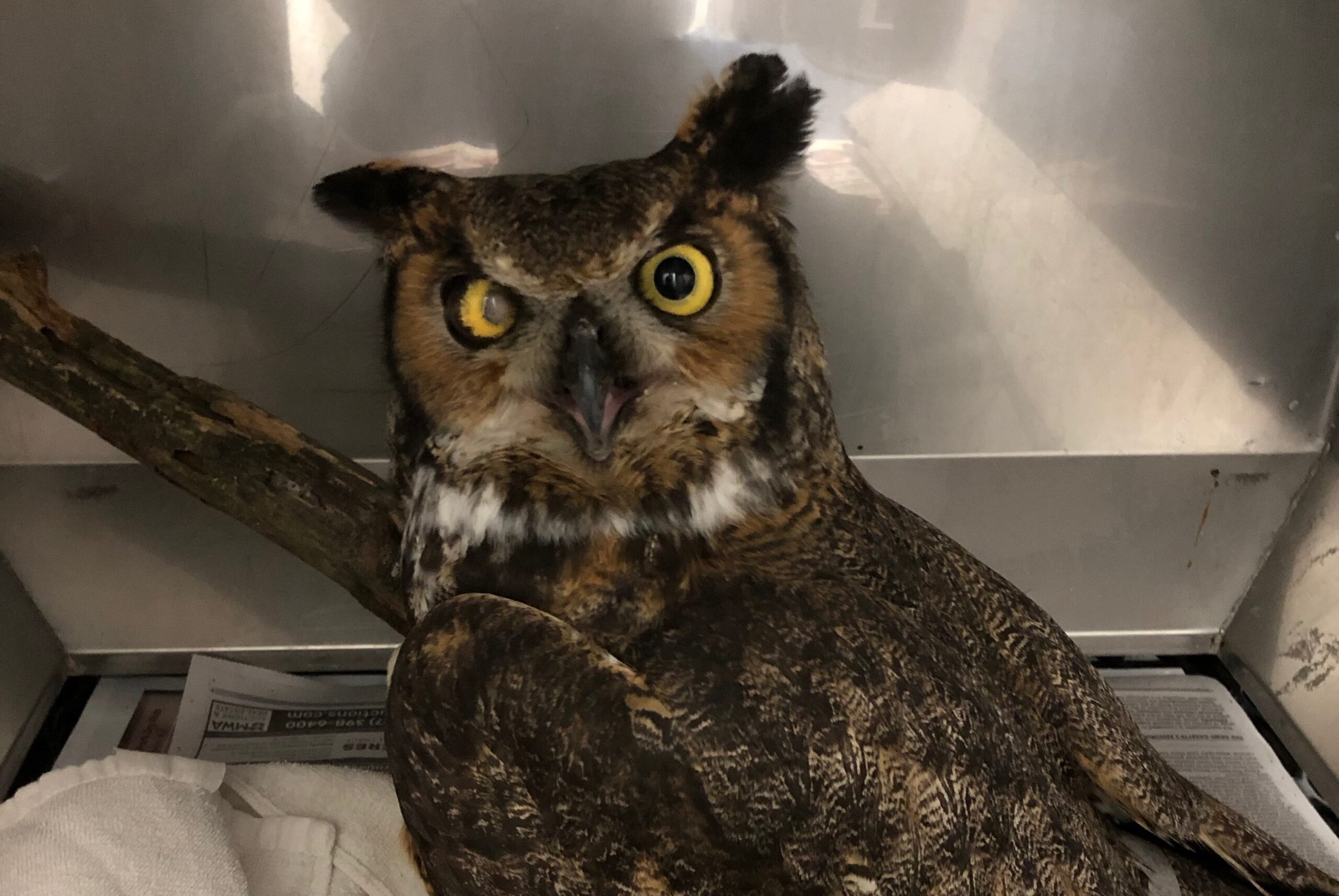 Owl Oddities Veterinary Medicine at Illinois