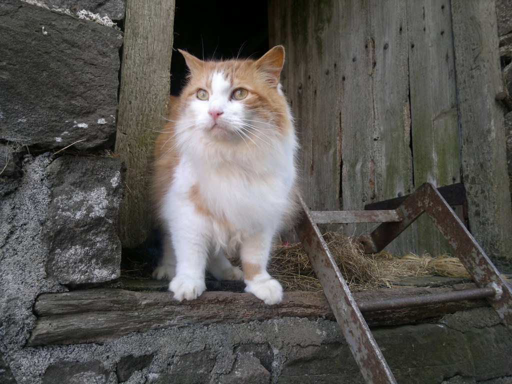 Barn Cats Made to Live in the Great Outdoors VMBS News