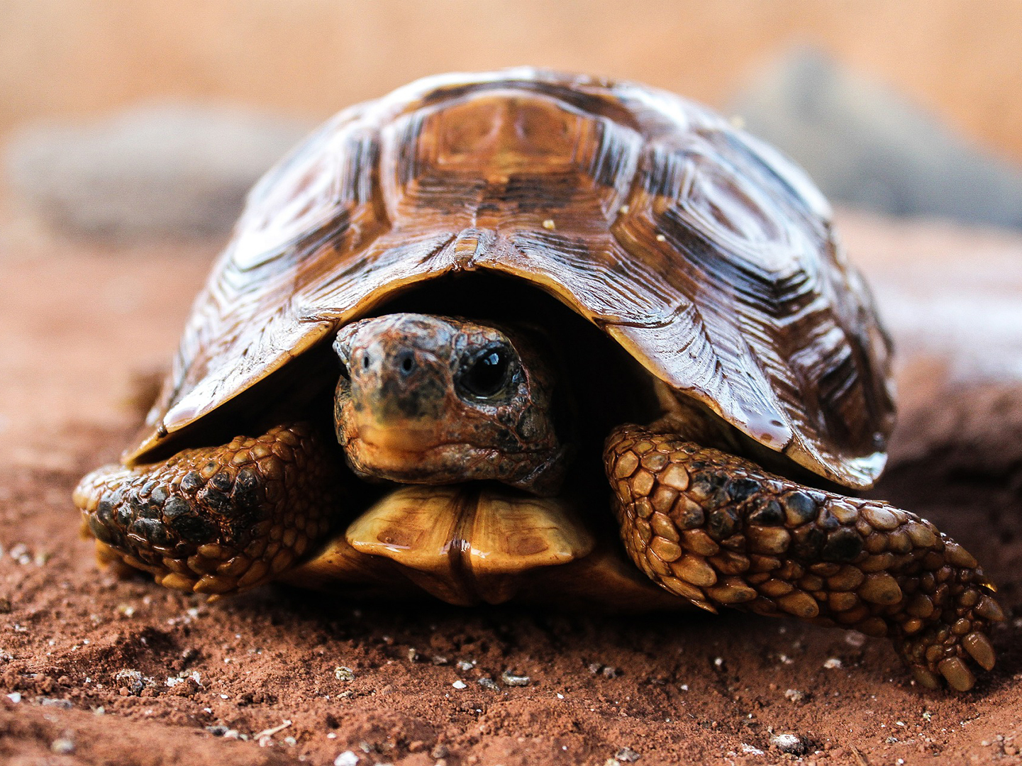 Hibernating Turtles