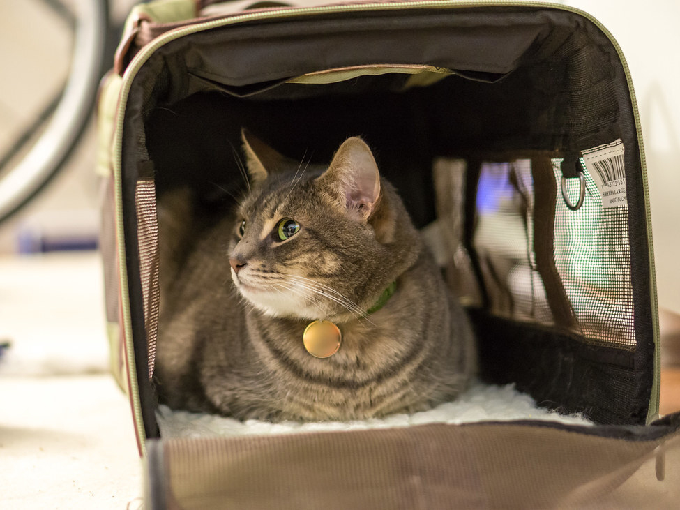 Holiday Travel With Pets Part 1 Secrets To A StressFree Road Trip