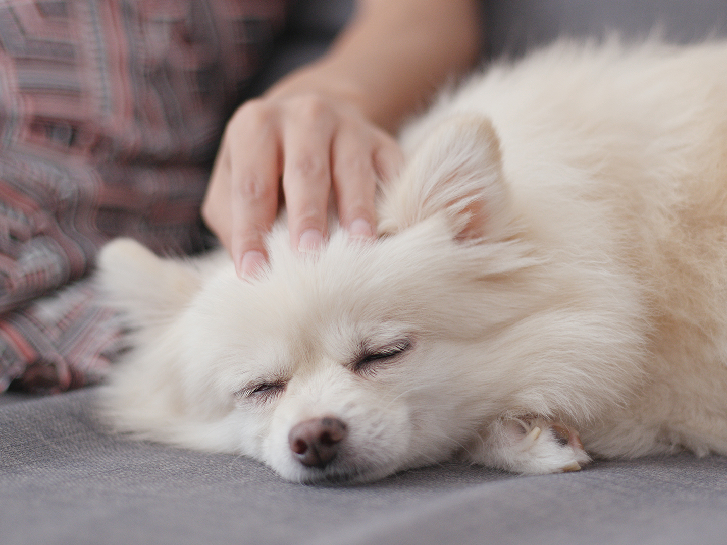 How Do I Know If My Dog Has An Upset Stomach