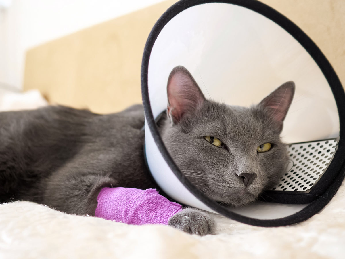 Confidently Caring For Pets After Surgery VMBS News