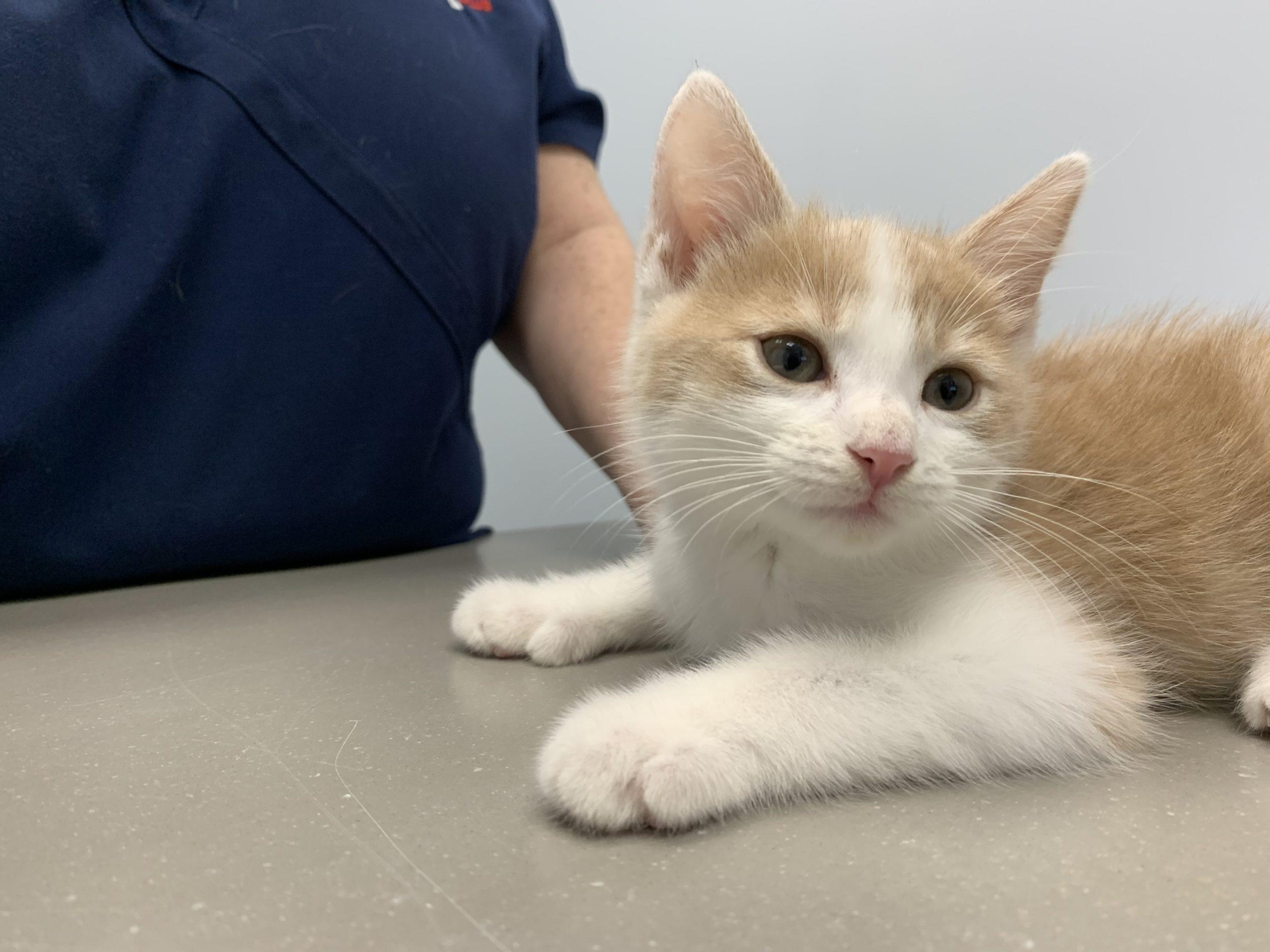 Pet Gallery Veterinary Care In Kirkland, QC