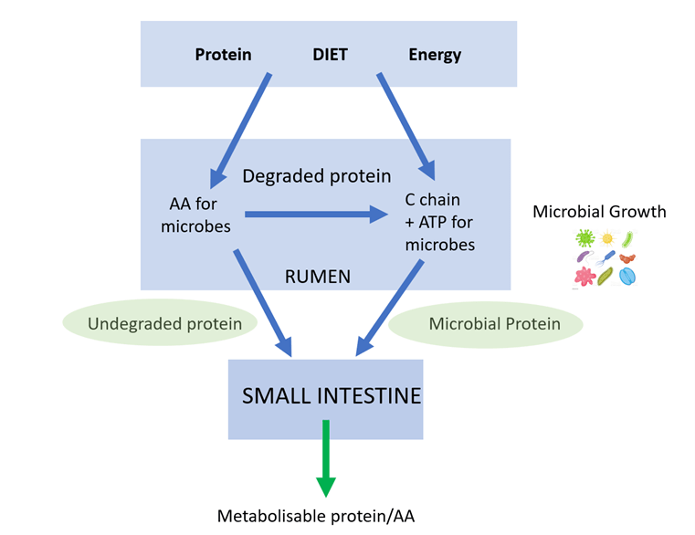 Balancing Amino Acids in Dairy Cow rations with KESSENT™ M, the most