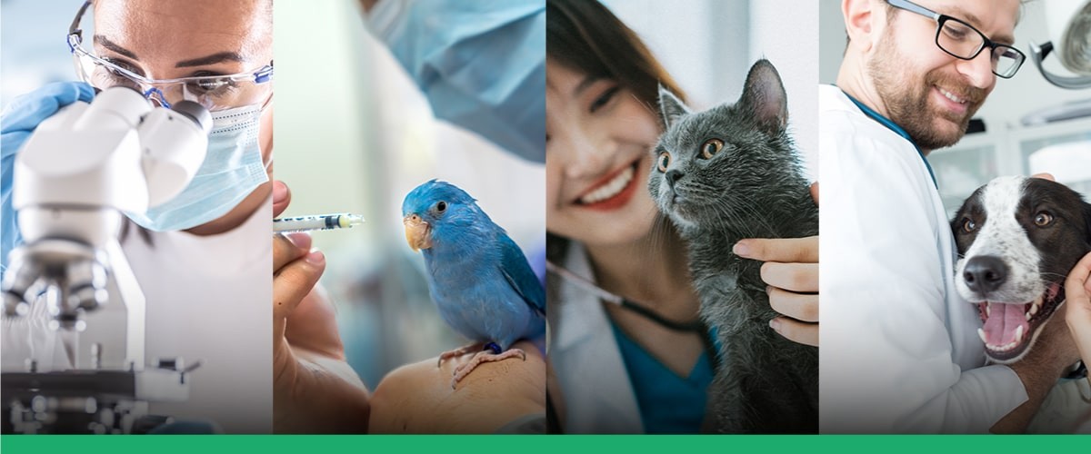 Medicina Veterinária — Confira Curiosidades Sobre A Profissão Blog Vetnil