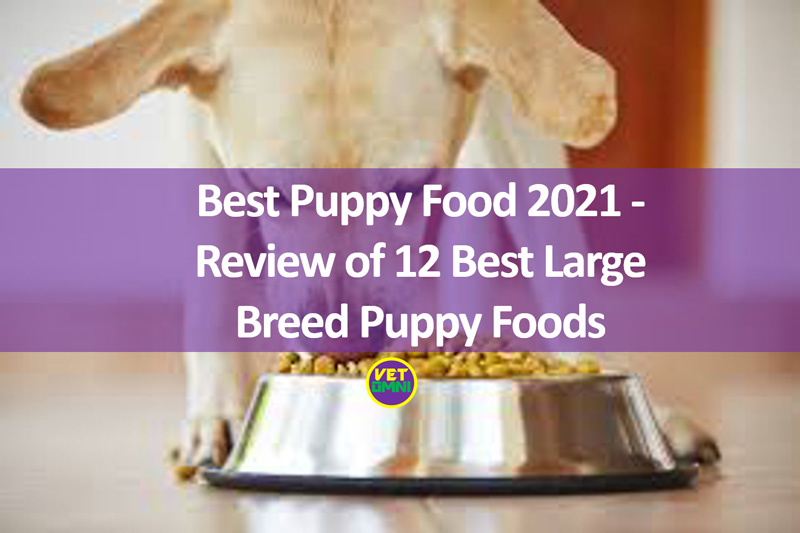 Best Puppy Food 2021 Review of 12 Best Large Breed Puppy Foods