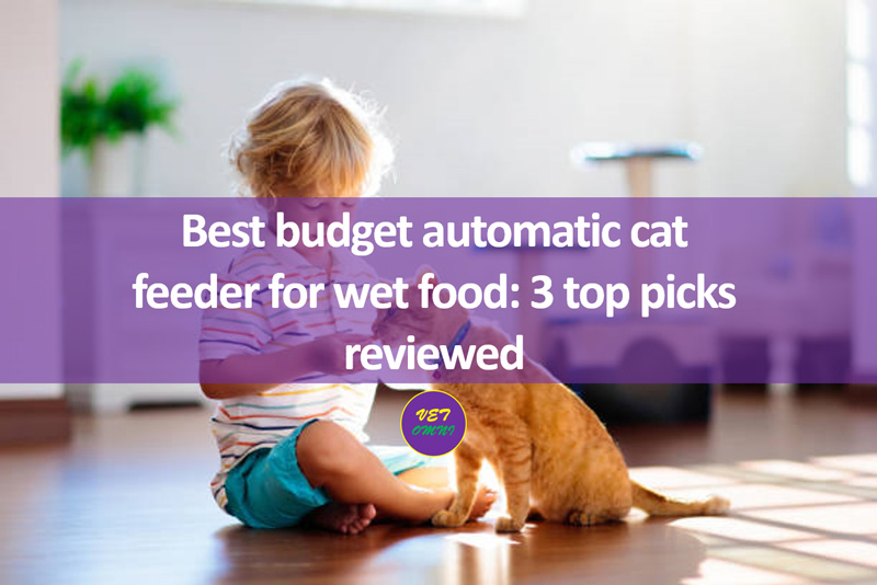 Best budget automatic cat feeder for wet food 3 top picks reviewed