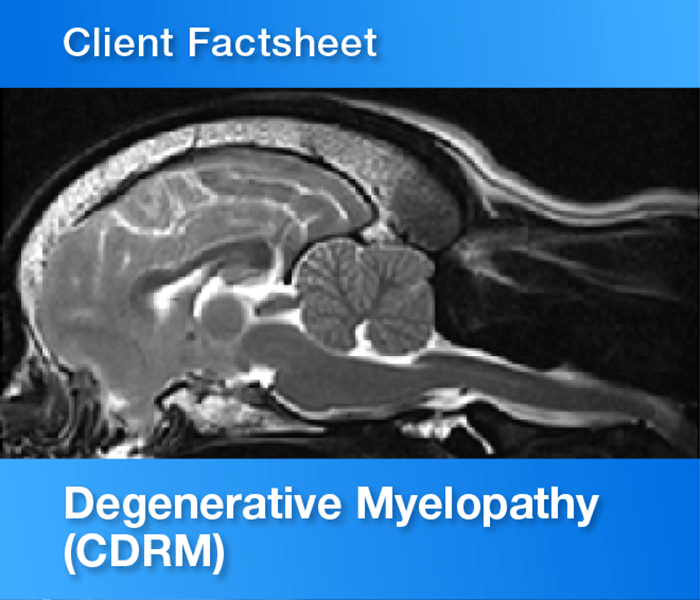 Is Degenerative Myelopathy Hereditary