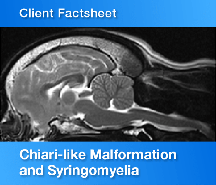 Chiarilike Malformation and Syringomyelia factsheet Vet Oracle