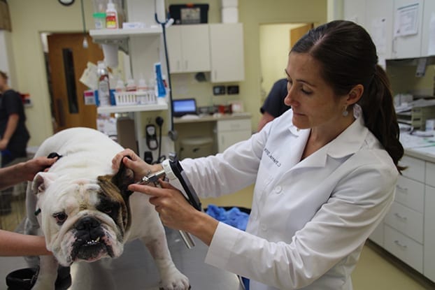 VetOvation About Us Veterinary Surgical Equipment