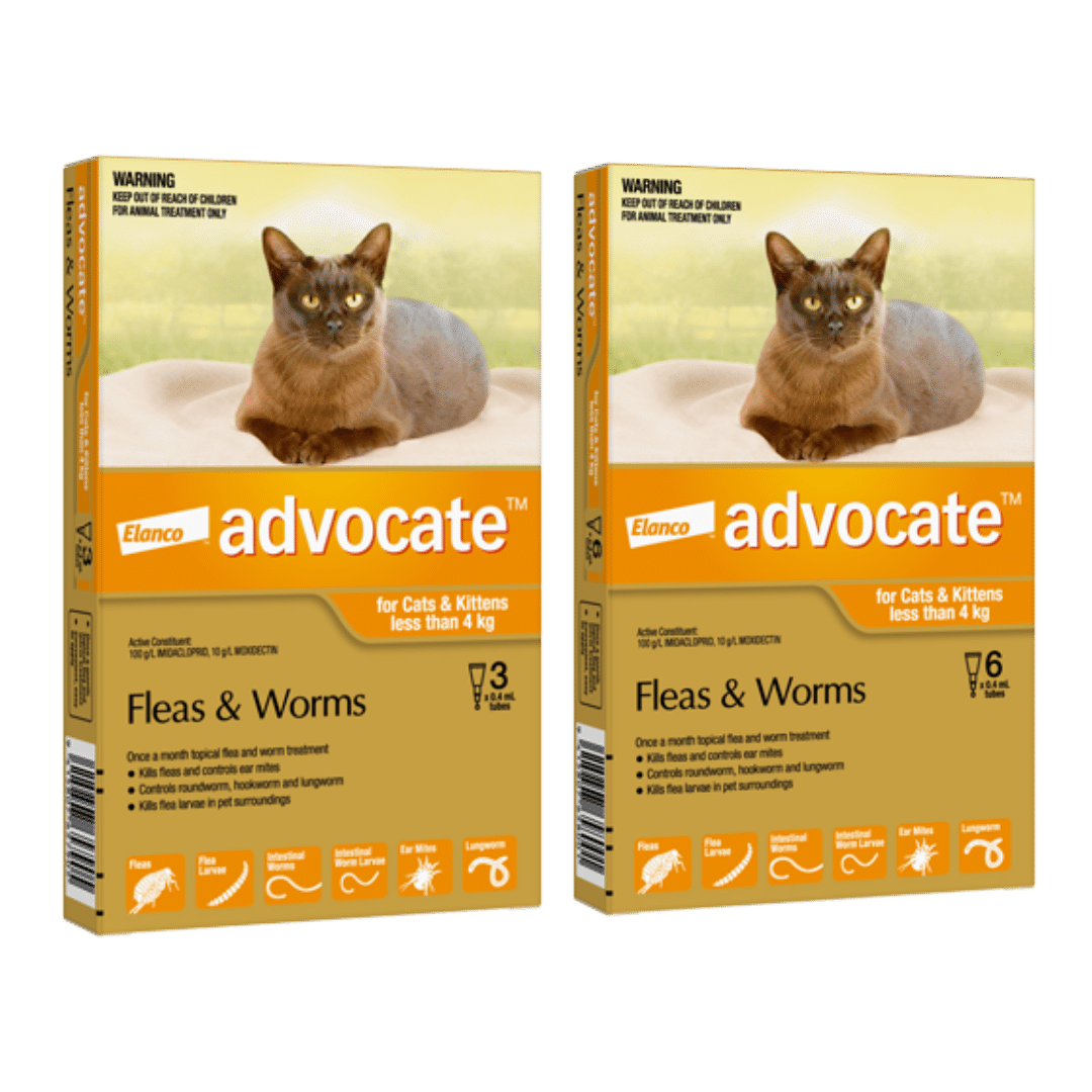 Advocate Small Cat and Kitten