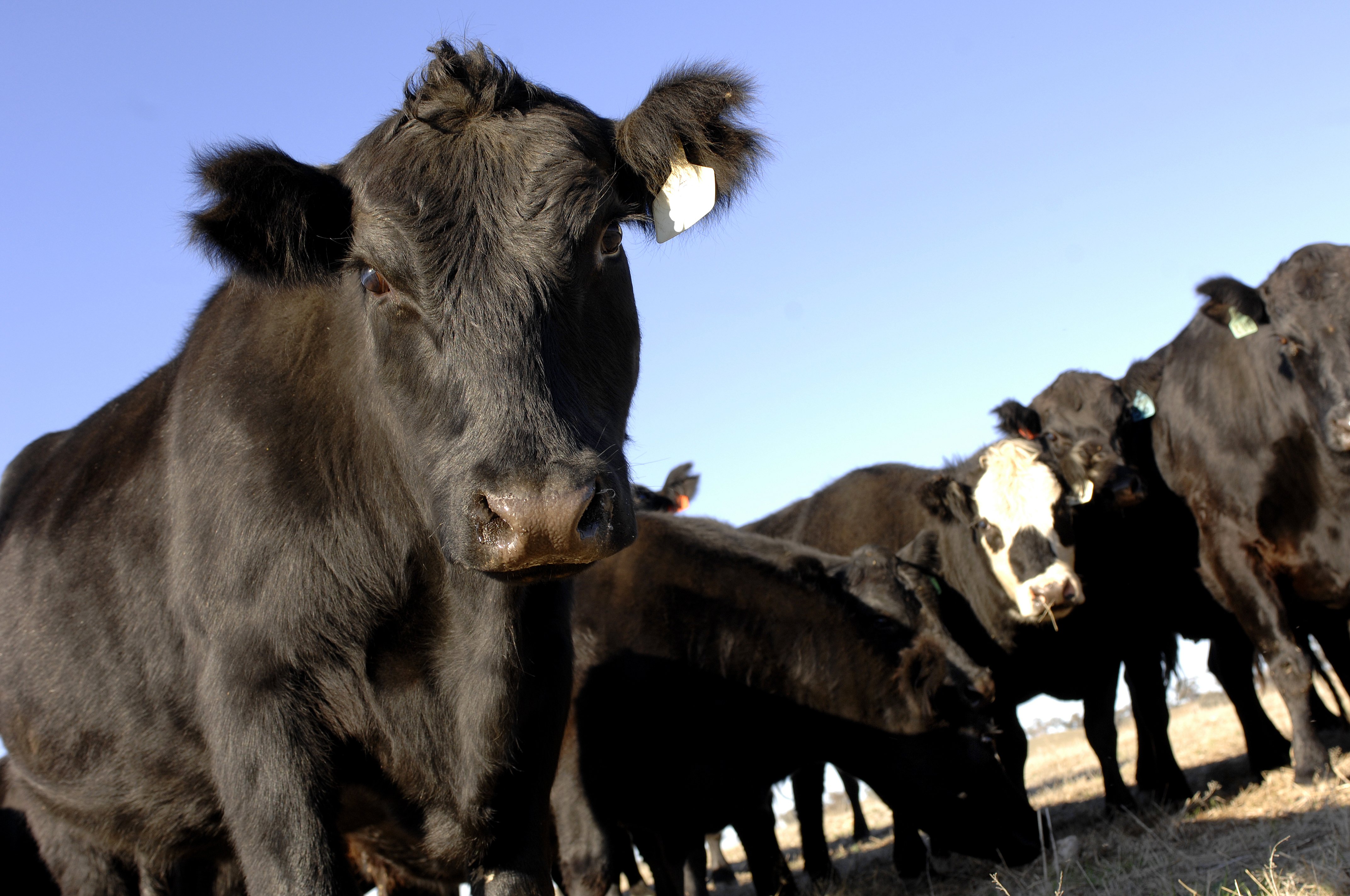 Beef Cattle Vet Practice Magazine