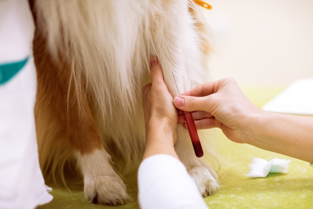 Dogs to benefit from simple blood test for liver disease