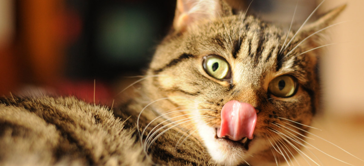 VETPRO Chile Tienda online de productos veterinarios