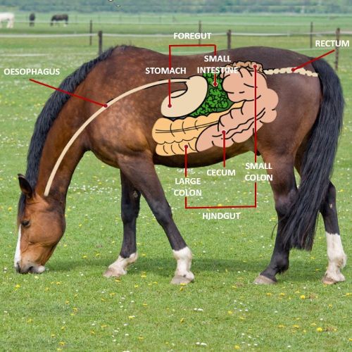 Explore Equine Digestion From Mouth to Hindgut