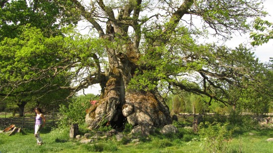 52 Tree Trunk Clue Crossword Clue