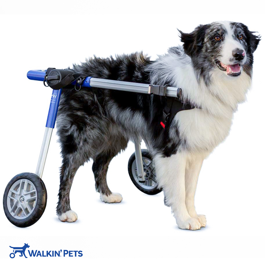 Medium Rear Canine Wheelchair Canine Mobility Aid Walkin' Wheels