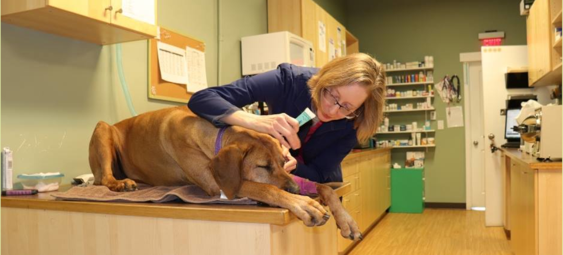 24 Hour Pet Hospital Calgary Edgemont Veterinary Clinic Veterinarian