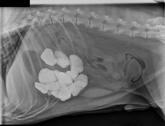 Why We Ask You Not to Feed your Dog Bones (and remove any other