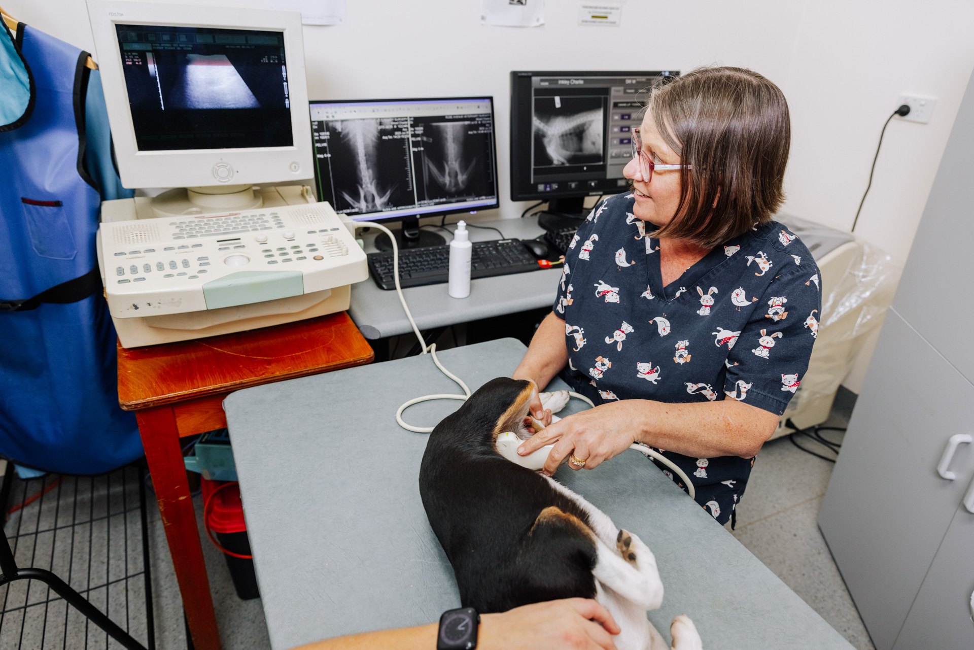 Veterinary Surgeon in Coffs Harbour. Call Rose Av Vet 02 6652 1566