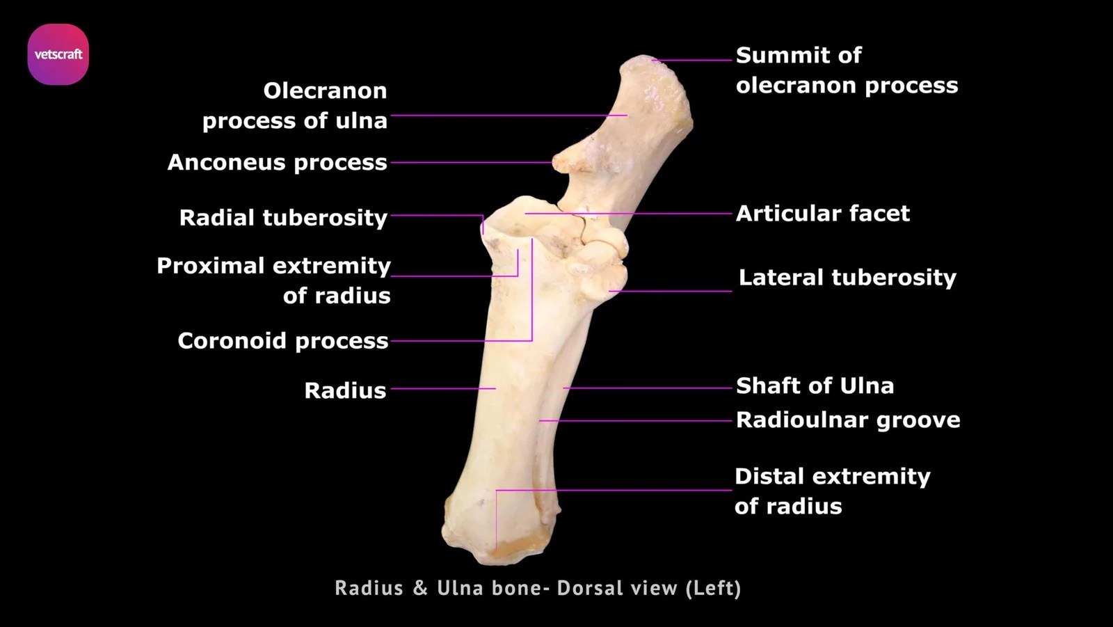 Radius Bone of Ox, Horse, Dog, Fowl, Pig, Rabbit, Sheep & Goats