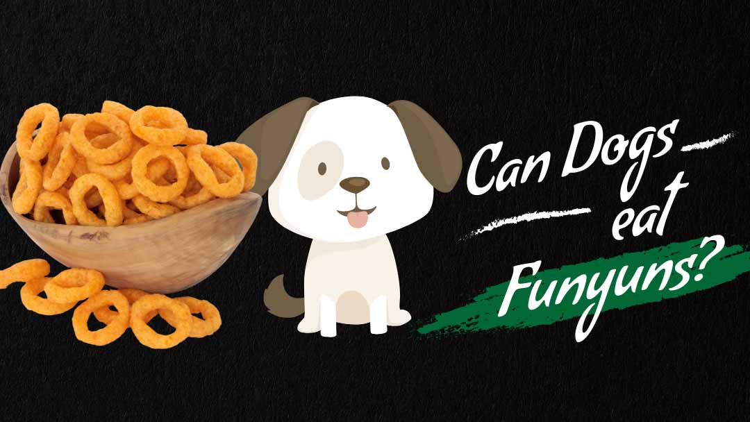 Can Dogs eat Funyuns? Know Before You Feed to Your Dog Vetshows.