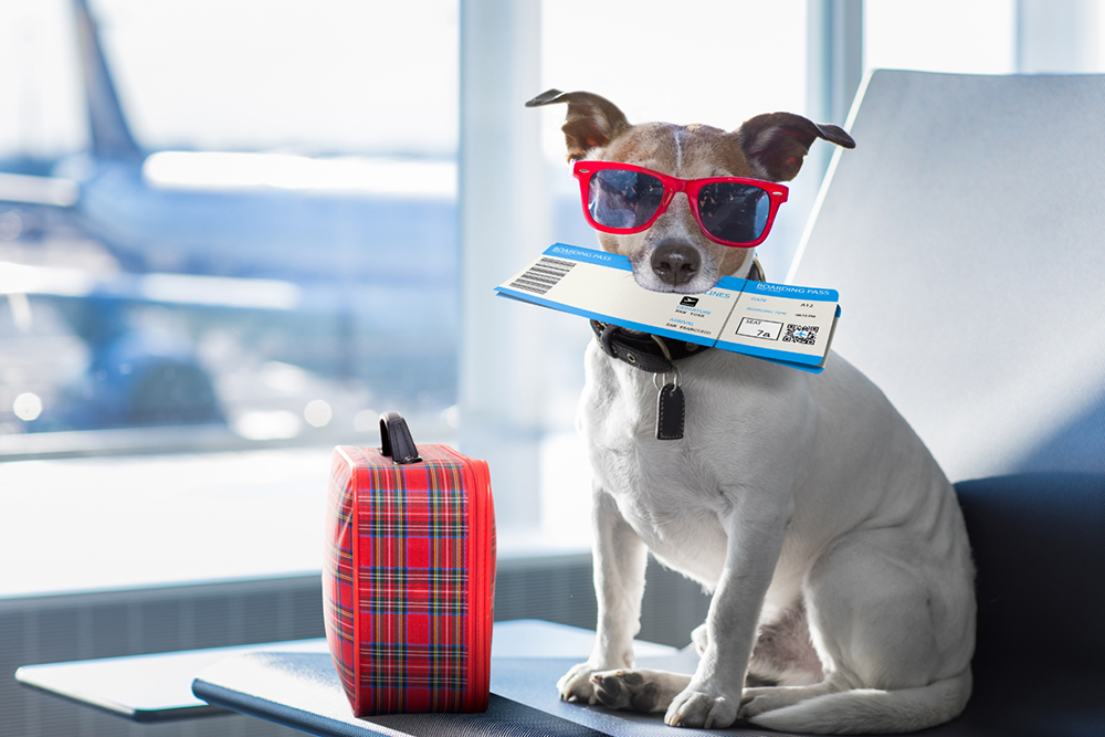 Pet Export Assistance Vets in Practice