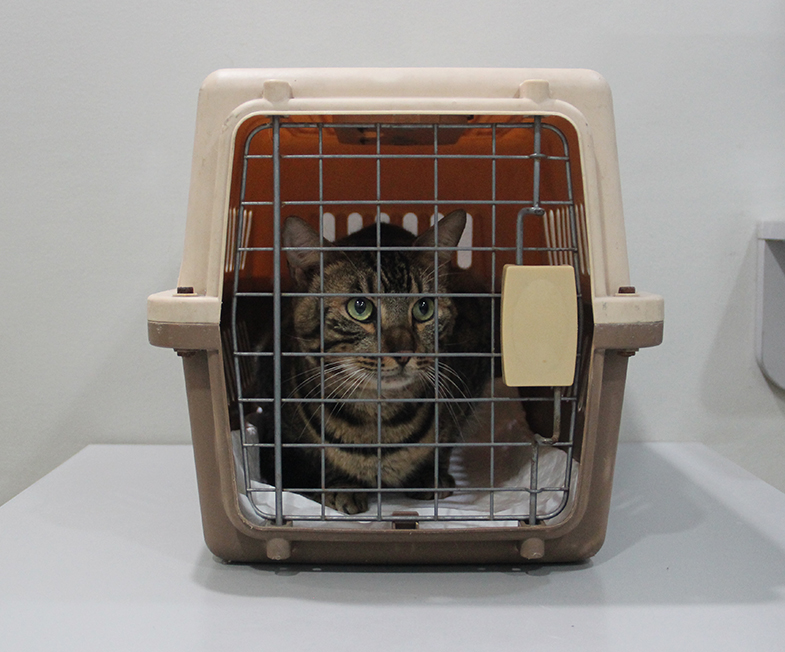 Pet Export Assistance Vets in Practice