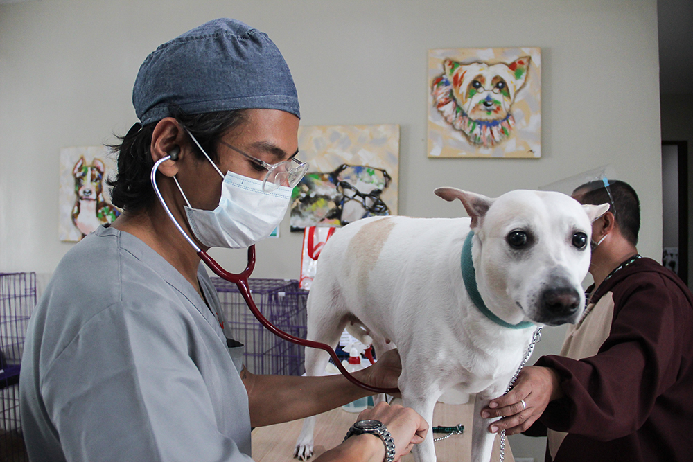 Preventive Care Vets in Practice