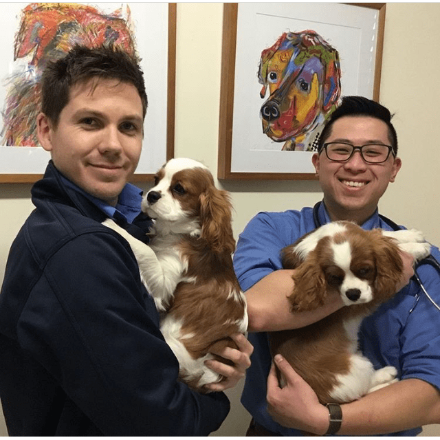 Pet Diagnostic Imaging & Cat And Dog Xray Vets of Geelong