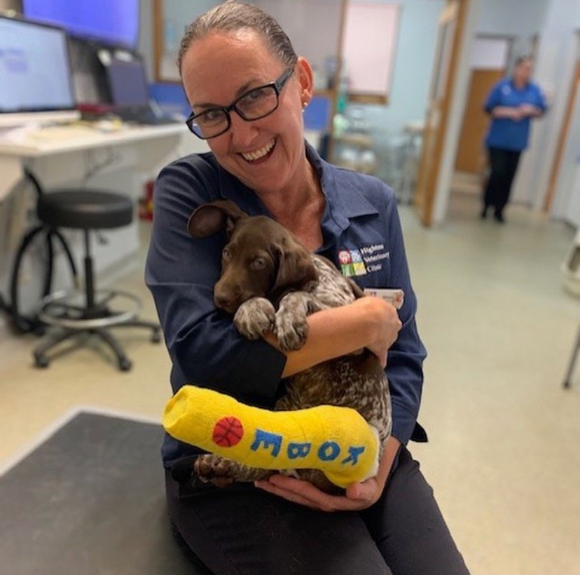 Orthopaedic & Soft Tissue Surgery For Dogs Vets Of Geleong