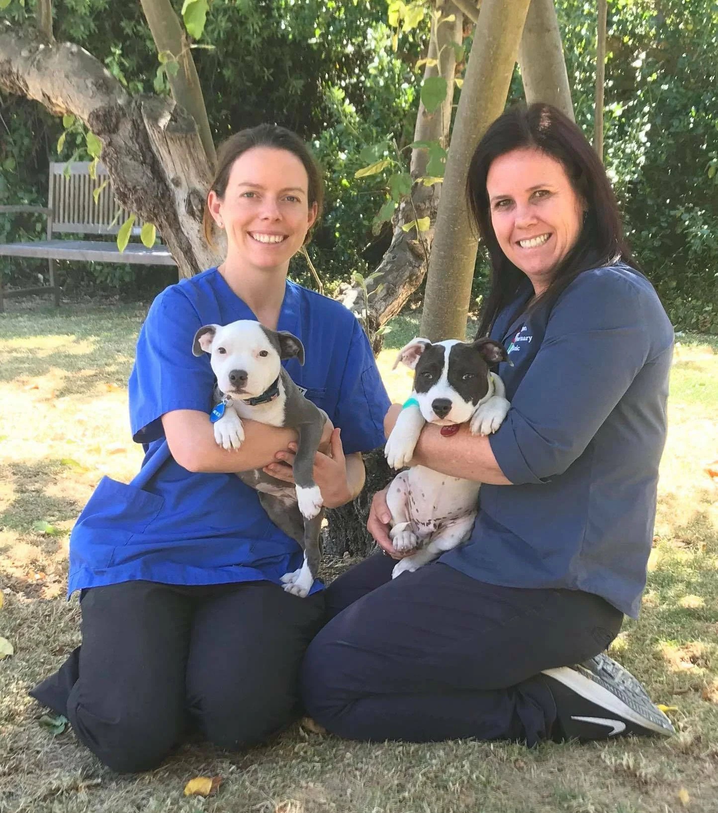Puppy School Geelong West & Highton Vets of Geelong