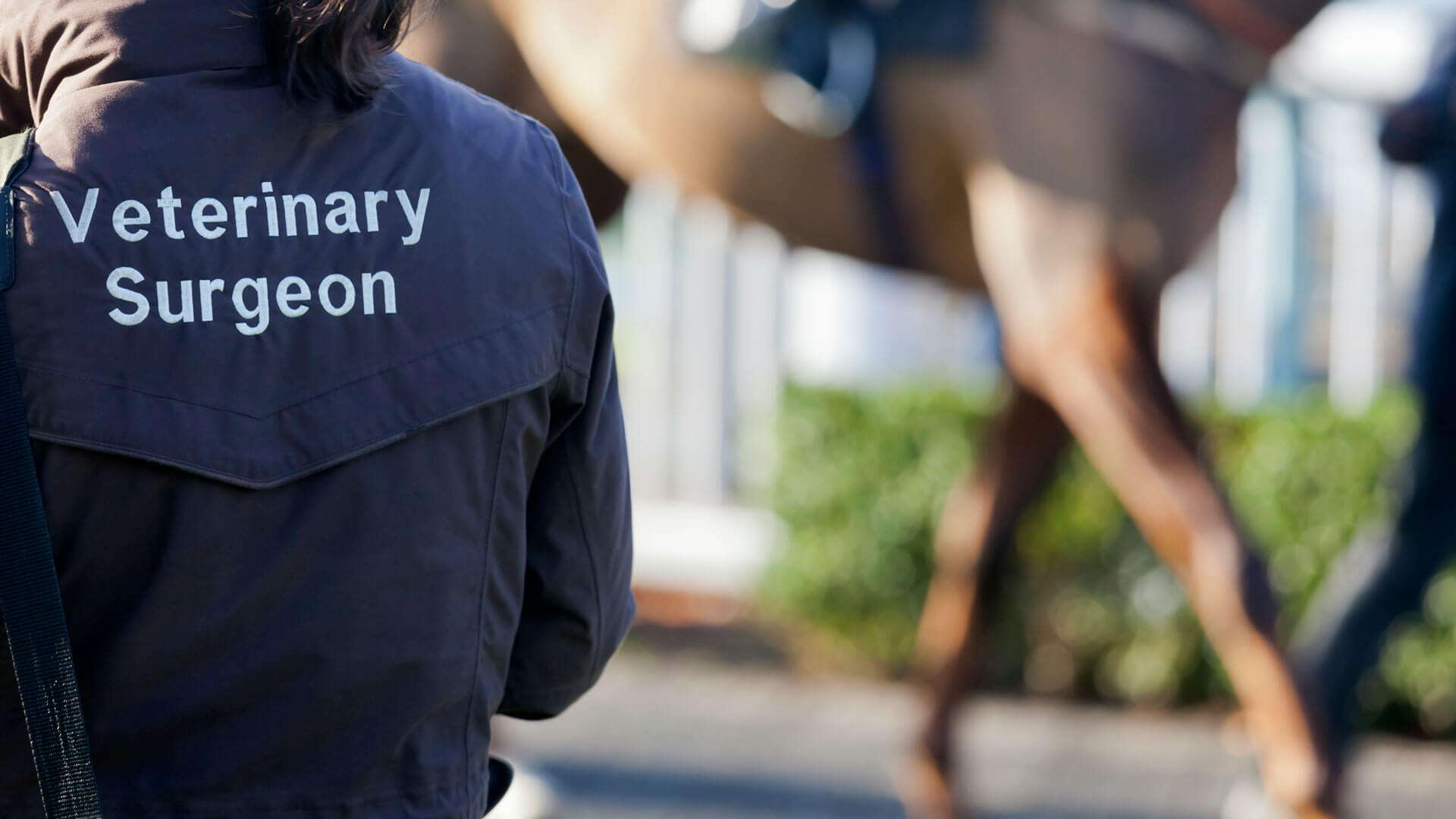 Veterinary Care Malta Vets on Wheels Top Vets in Malta