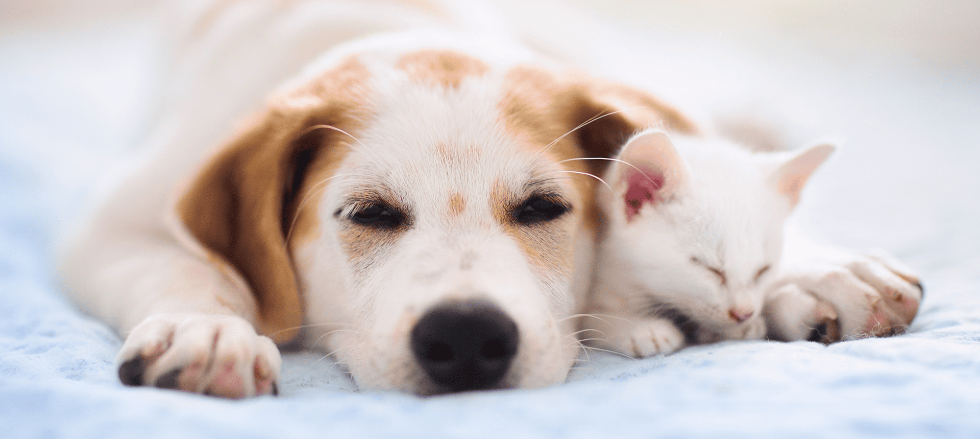 6 Signs Pet Owners Shouldn’t Ignore Vetsource
