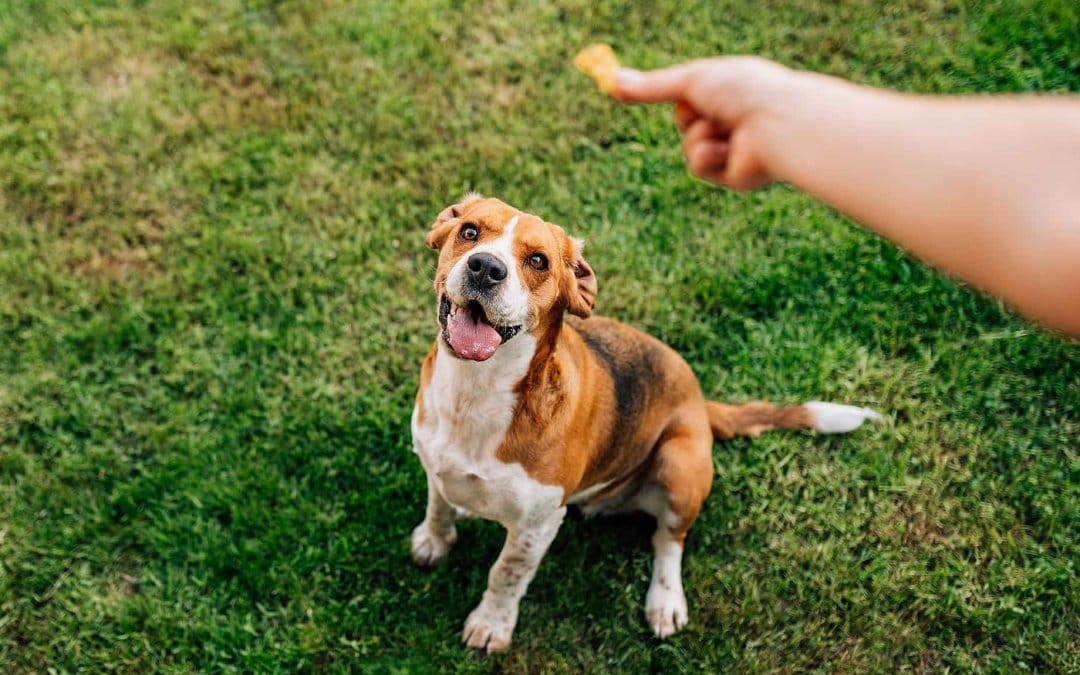 Building Loyalty With Your Veterinary Clients Archives Vetsource