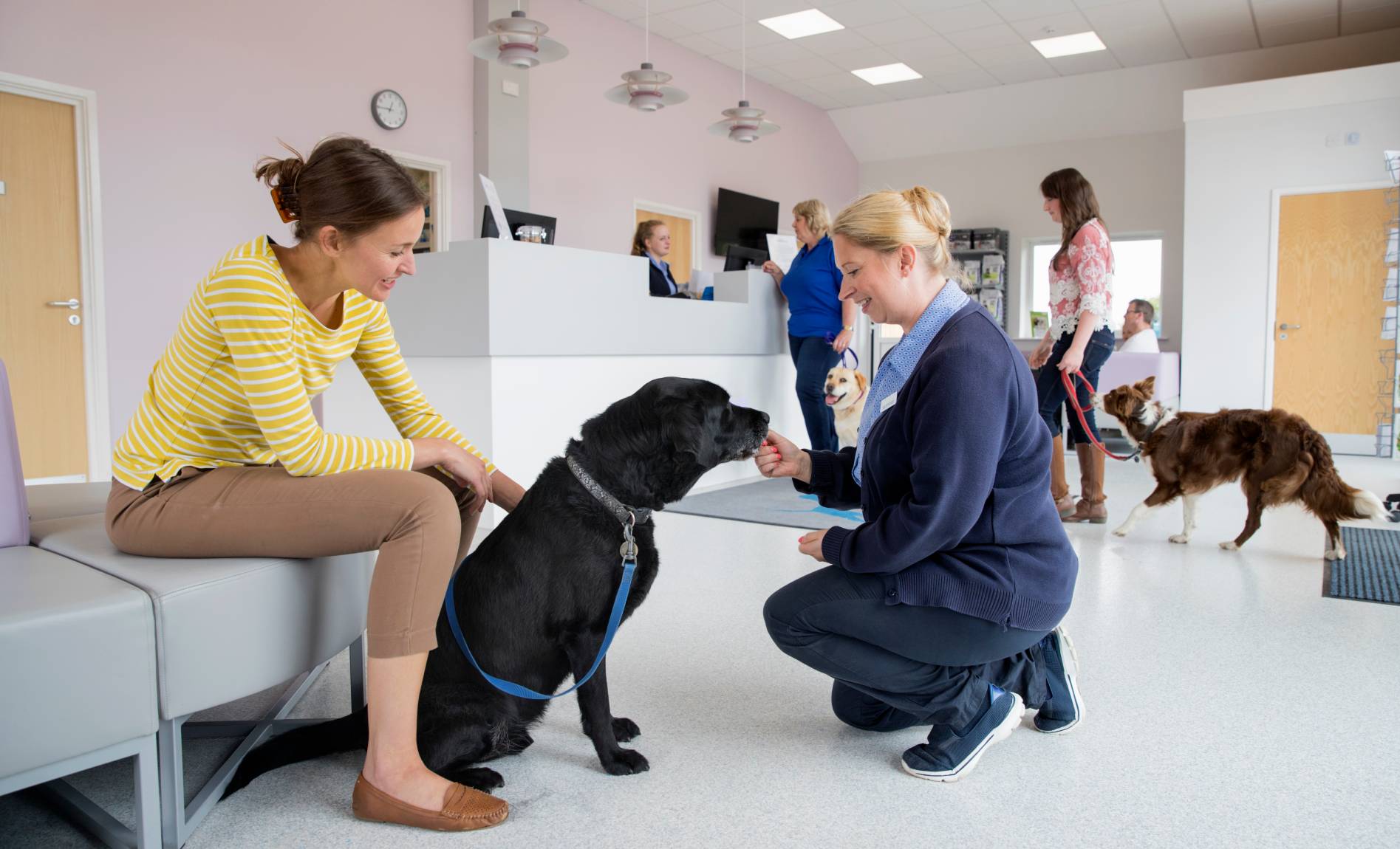 Build a Successful Veterinary Loyalty Program Vetsource