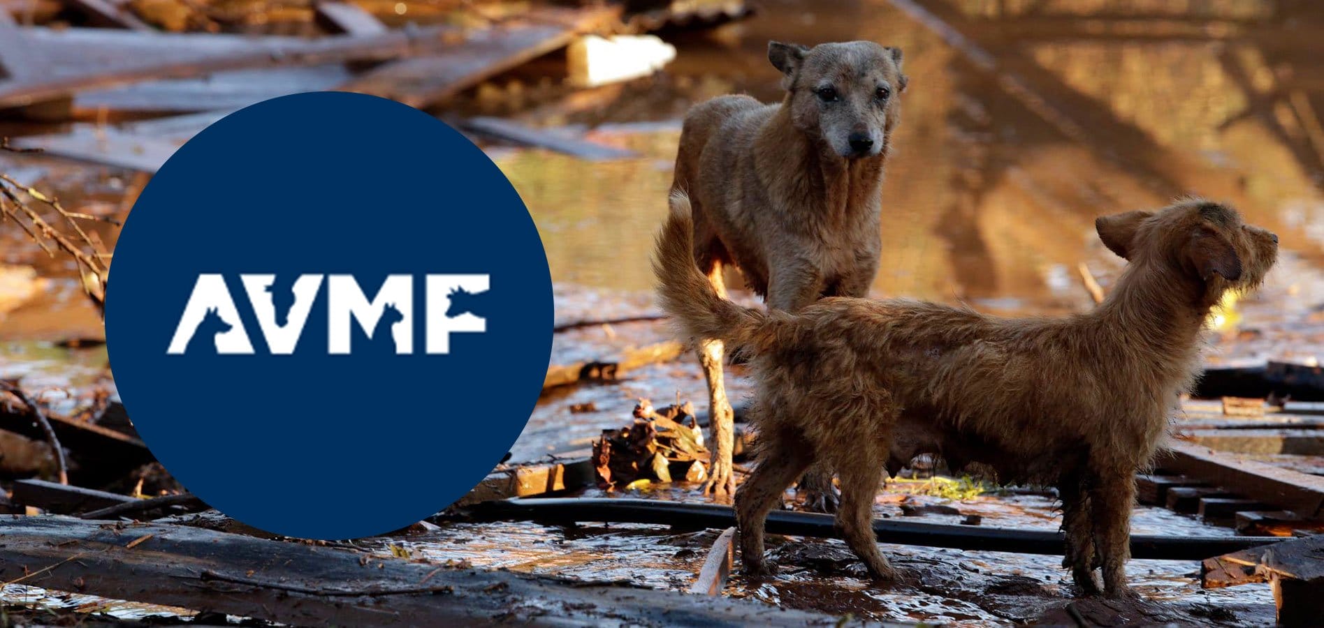 How Vet Practices Can Win With Loyalty Programs Vetsource