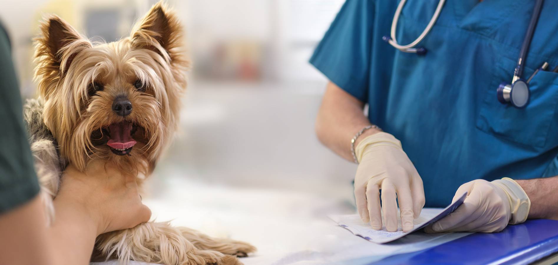 Build a Successful Veterinary Loyalty Program Vetsource