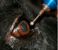 Performing a minor procedure called 'debridement' or a grid keratotomy. Non-Healing ('indolent') Corneal Ulcers in Dogs - Davies ...