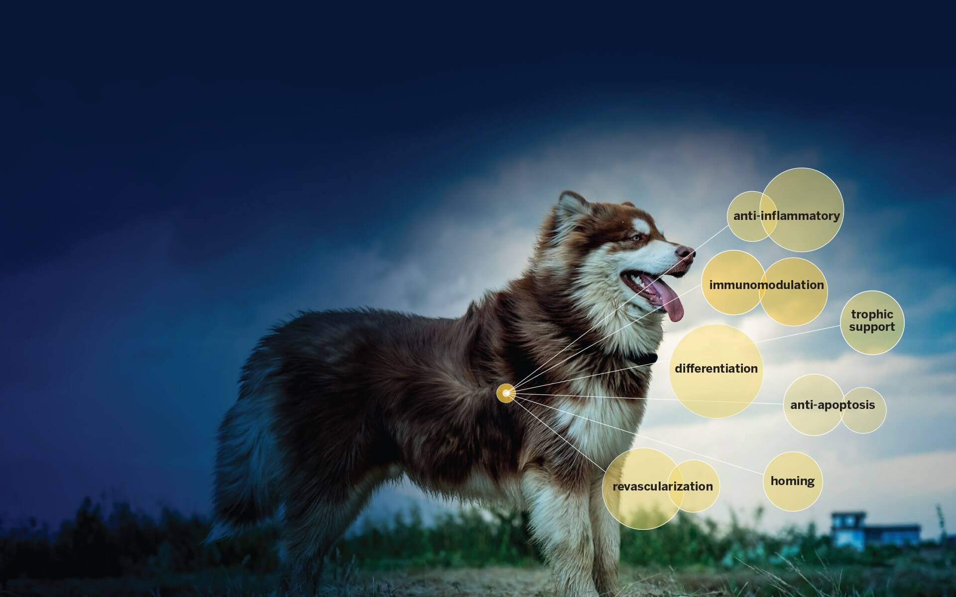 How Can Stems Cells Help The Dog